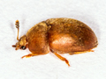 Cychramus luteus